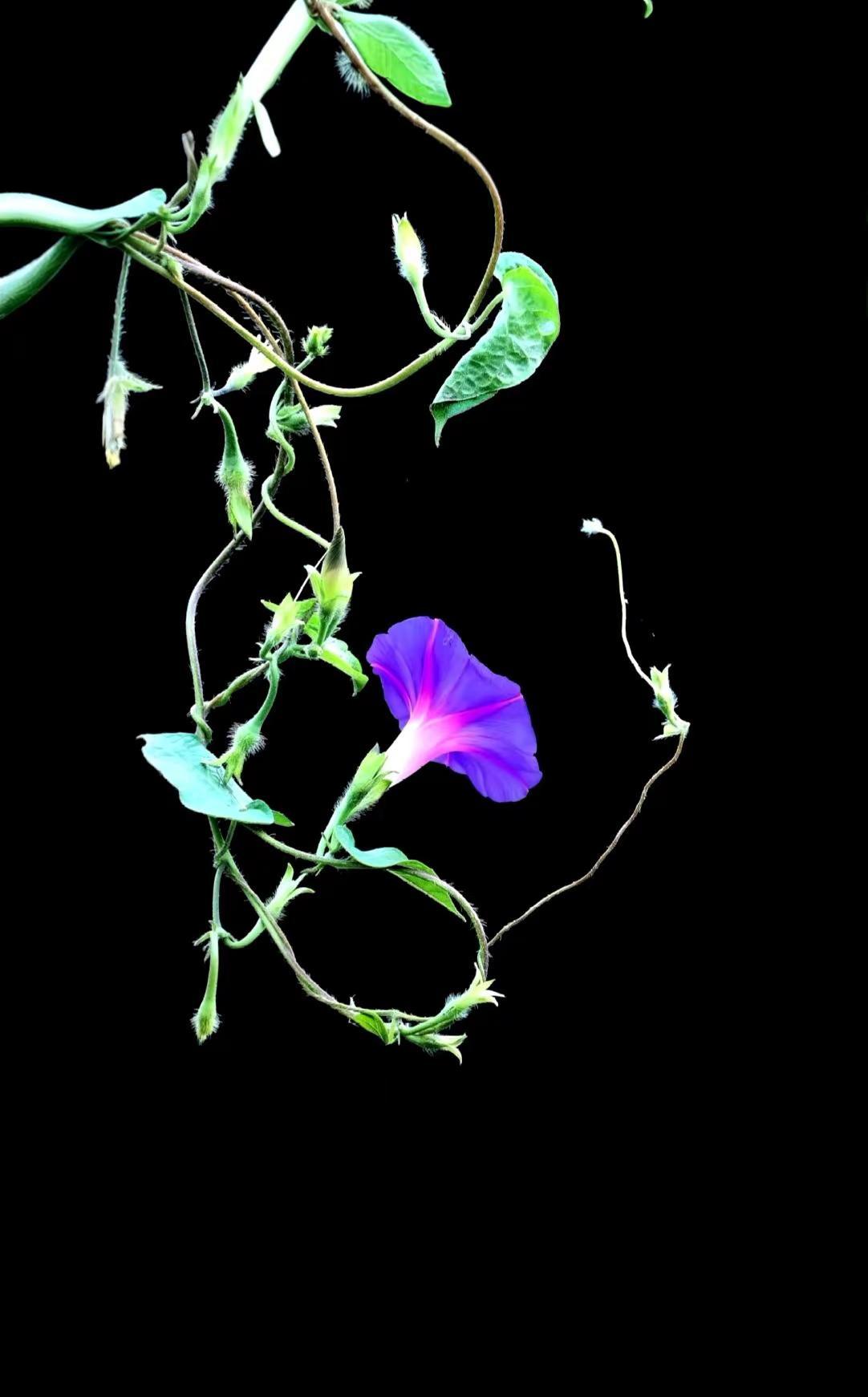 牵牛花。绽放的牵牛花