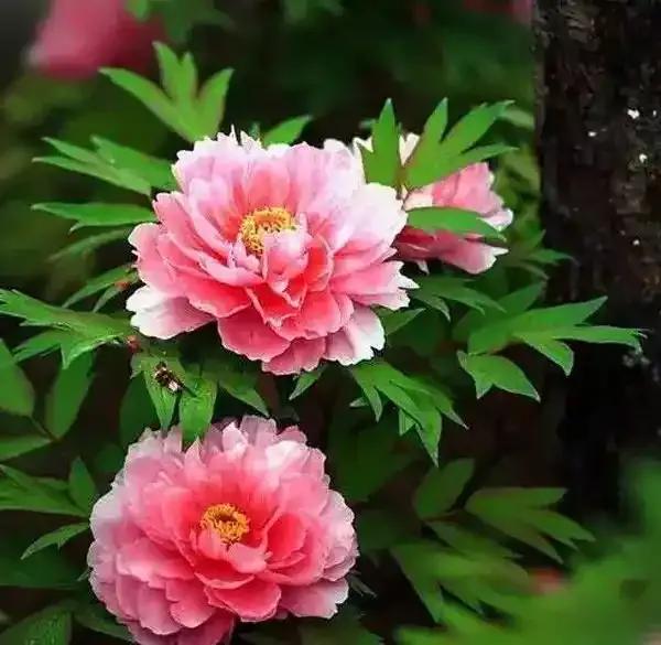 粉嫩的花朵在绿叶中绽放，真美丽。！五彩斑斓的花朵 夏天的花好美