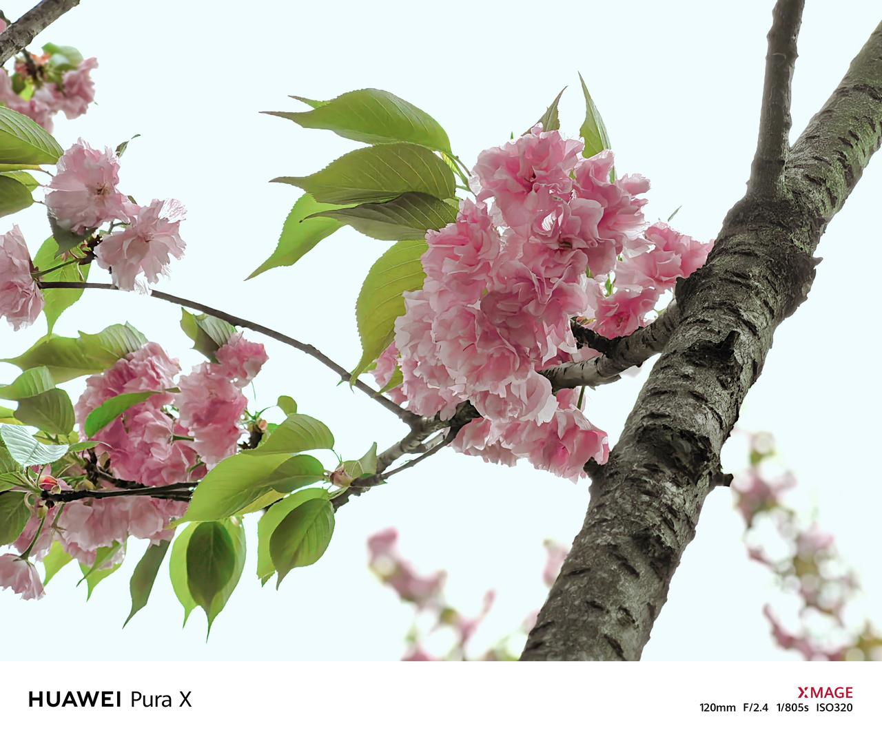 华为 Pura X 随手拍：春意正浓时，贵阳也迎来了这个季节里迷人的花朵之一 —