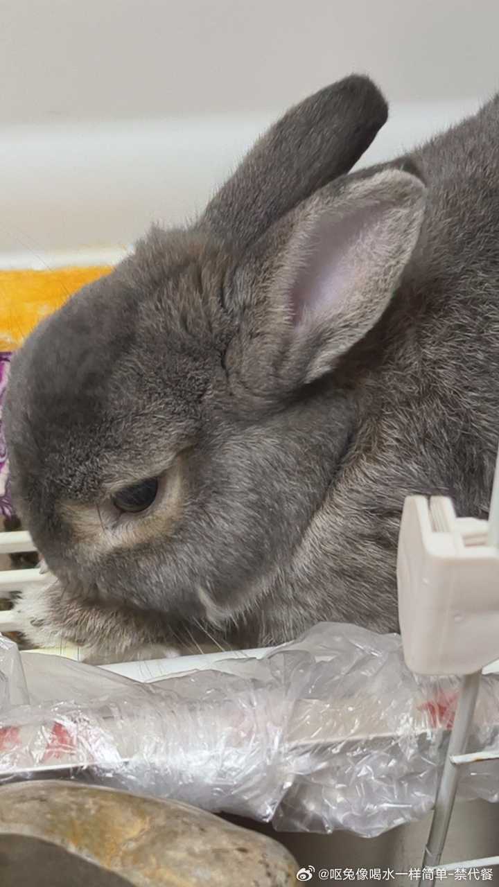 14117🐇【紫甘蓝】兔 