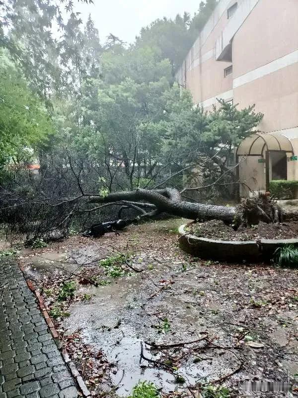 家门口的🌳