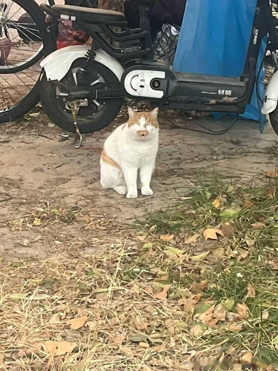 49403【丑猫】放一张图然后什么也不说 