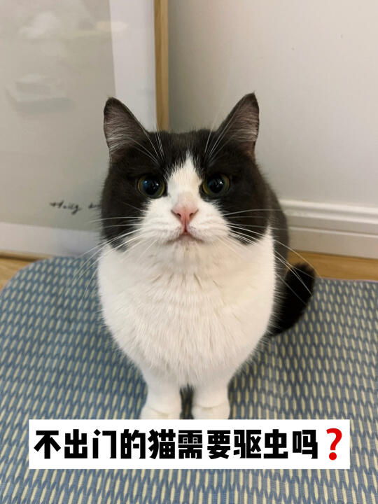 我家猫从来不出门还要驱虫吗？