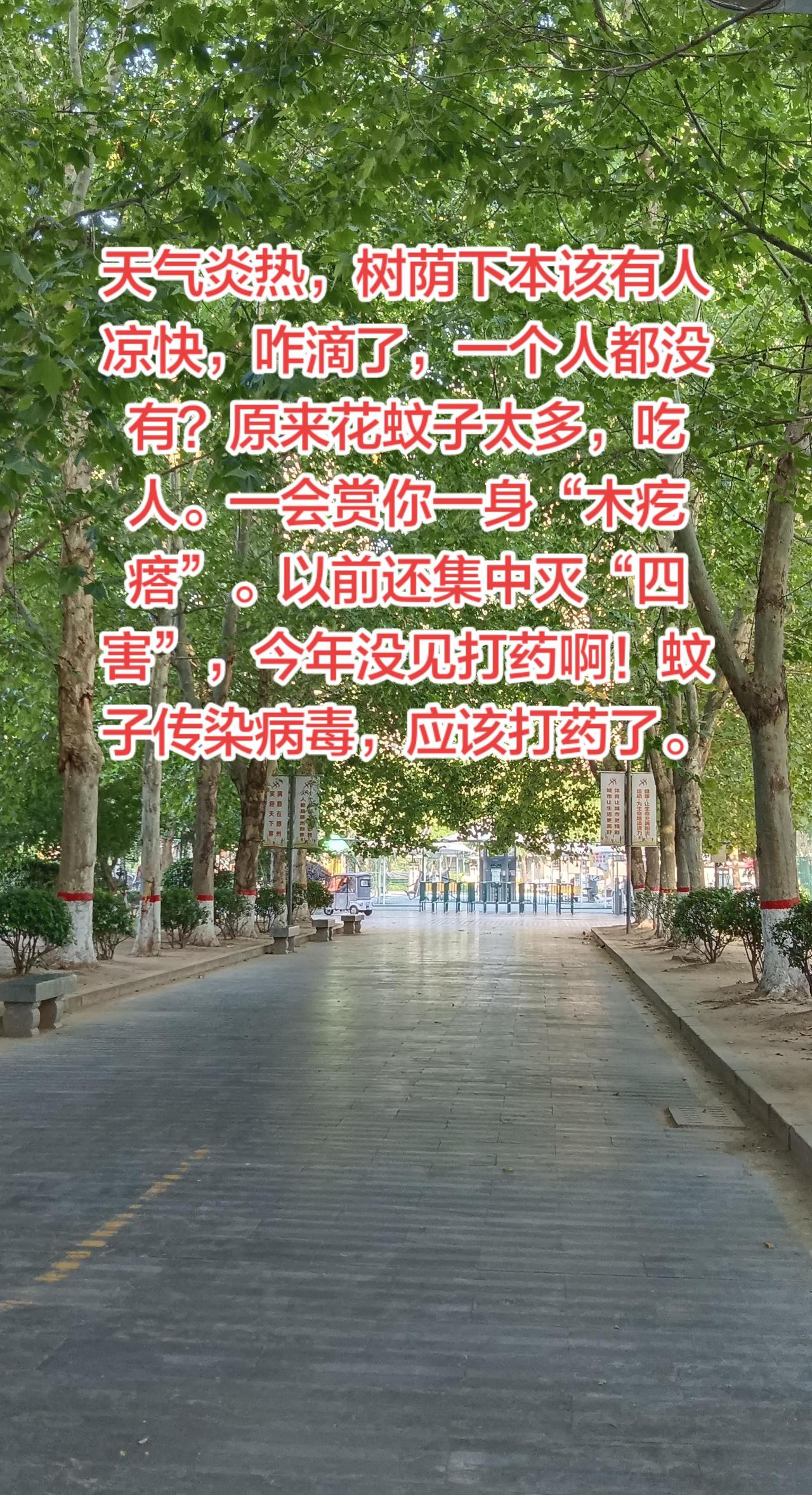 看看奥体中心多美好的避暑环境，树荫下凉快，可是蚊子吃人，一会赏你一身木疙瘩。还是