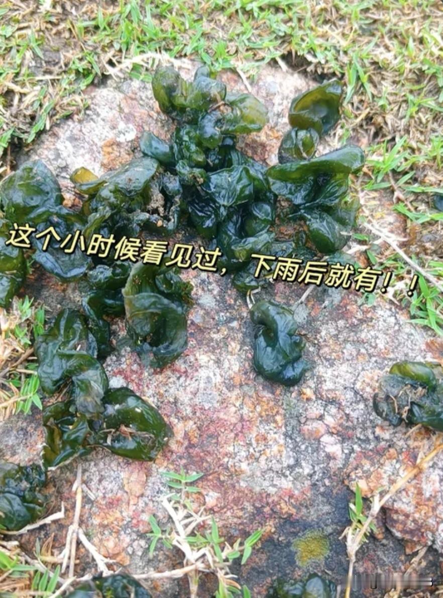 晒图笔记大赛最近我妈痴迷上山去捡地瓜皮了，今年朝阳建平雨水足，山上开始出地瓜皮了
