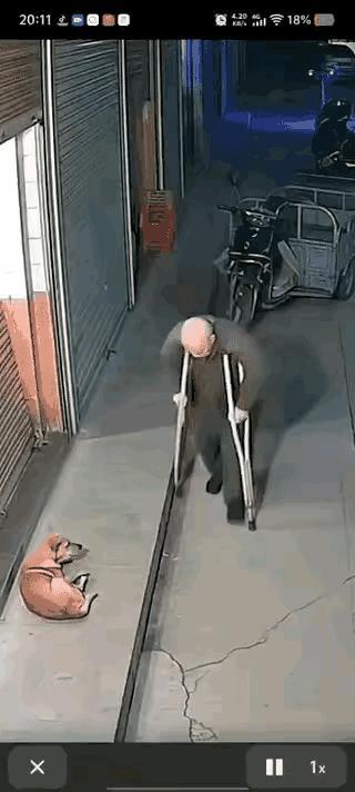 现世报来得也太快了吧！一位架着双拐的老大爷正在行走，边上有一条中华田园犬正在路边