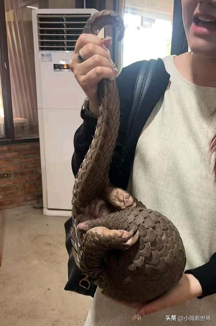 熊掌和穿山甲都可以买来吃？对呀对呀！这是高中老友刚从老挝旅游回来，告诉我们的新鲜