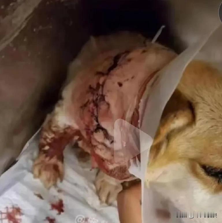 男子经常喝酒家爆妻子，把妻子养的一条爱狗，当着妻子的面乱刀砍死，威胁妻子如果你不