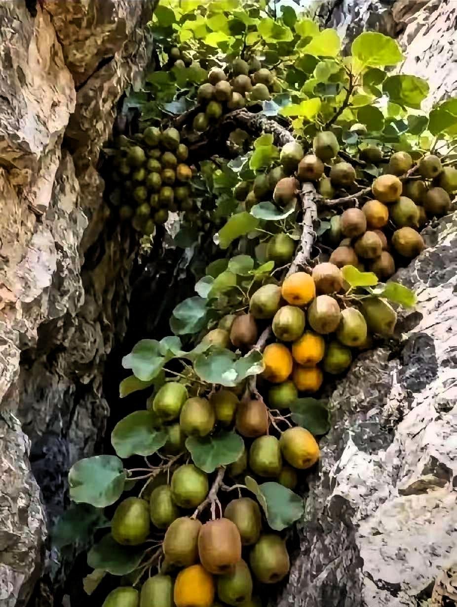 近日，一位护林员在巡山路过深谷时，没成想，竟意外发现一处陡峭的岩石裂缝中，长出了