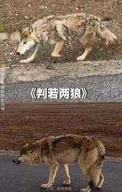 在可可西里，一只野狼因为一段段与过往司机和游客的互动视频在网络上走红，成为这片土