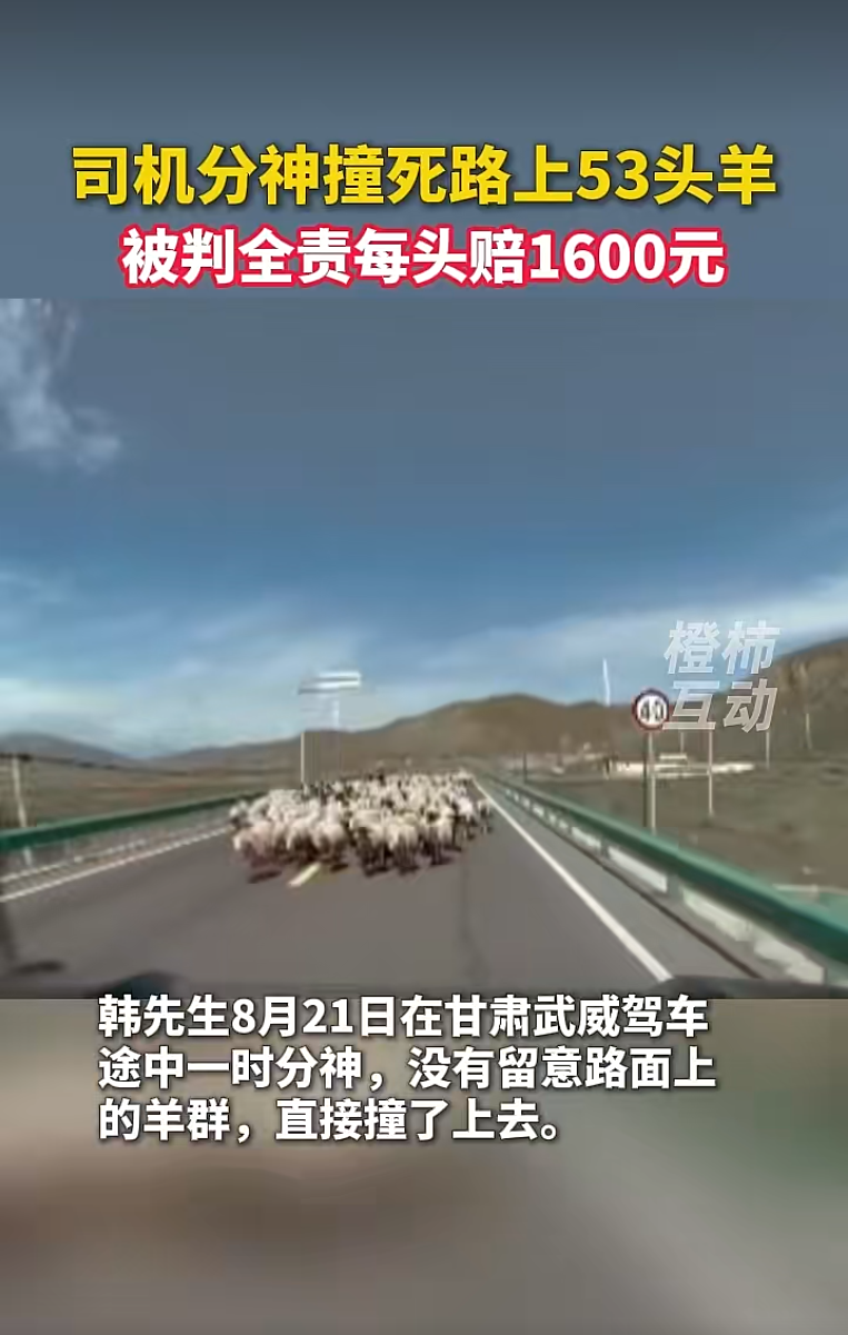 甘肃一男子驾车途中分神撞上羊群致53只羊死伤，交警判定其承担