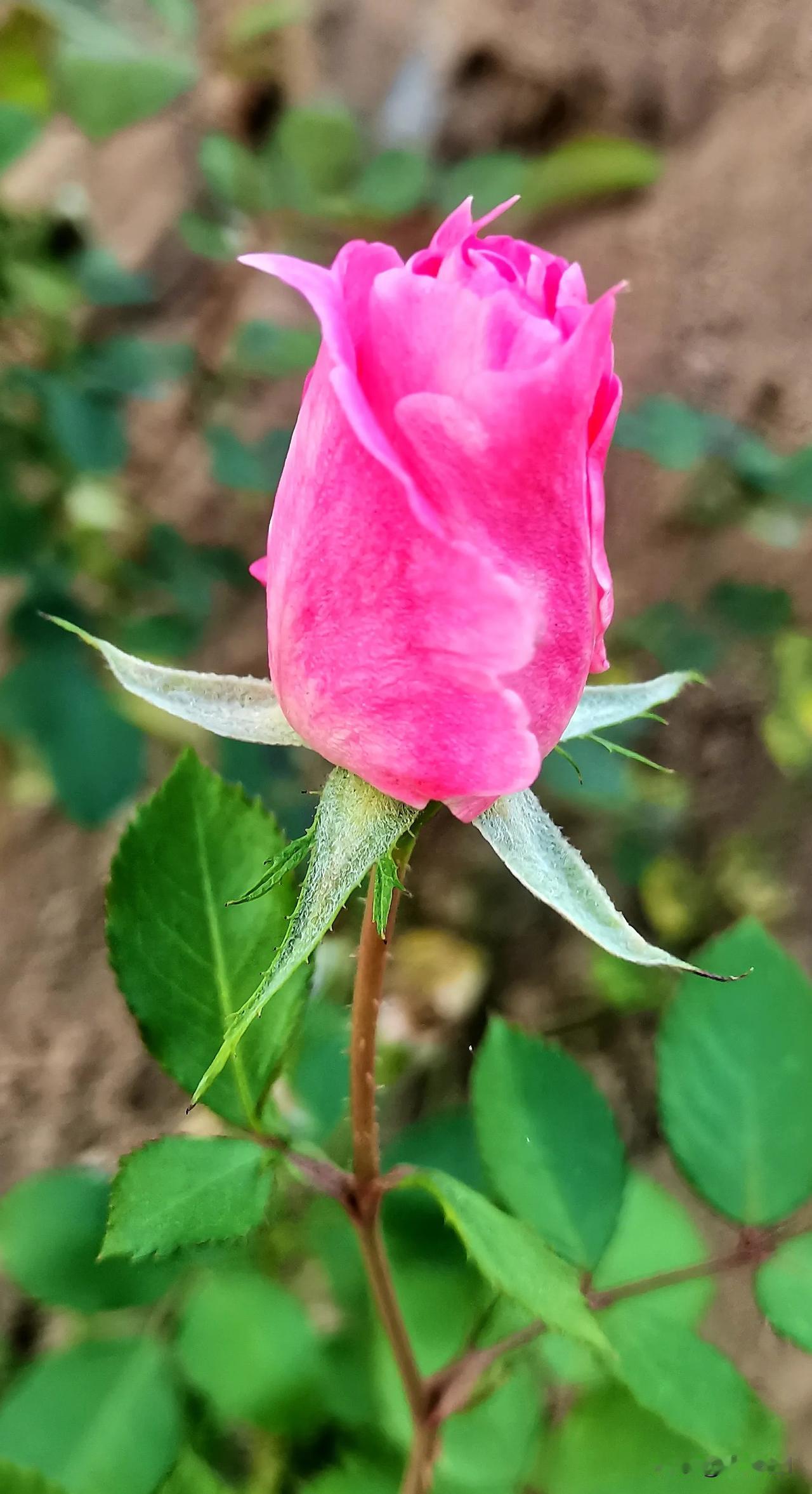 #随拍深秋月季分享#
月季花赏析（原创）
大同市平城区御河东岸月季园随拍