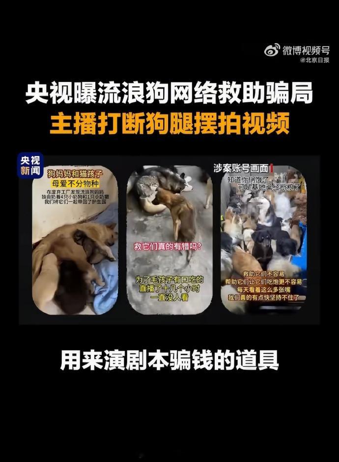 主播虐狗摆拍引流骗250多万买豪车 现在的互联网，其实正在奖励那些更能调动情绪的