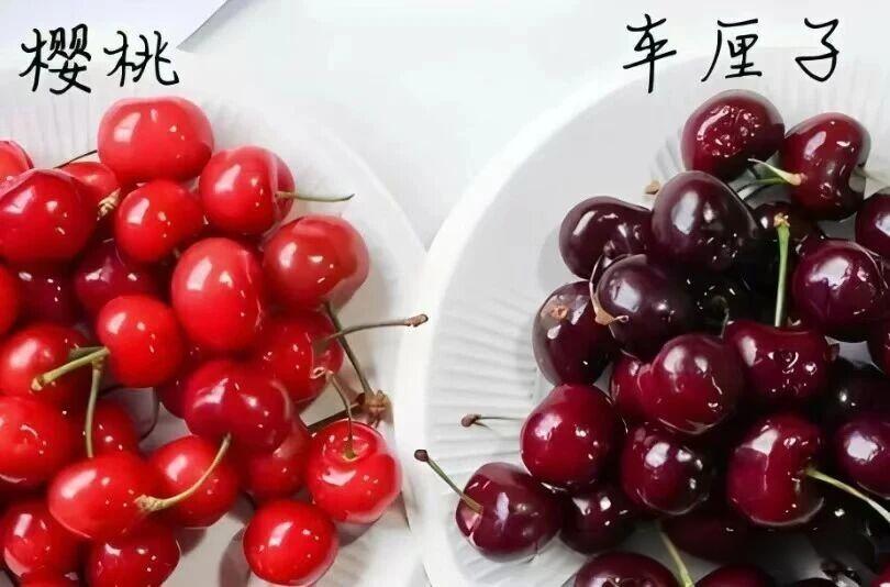 很多人分不清车厘子和樱桃，其实二者同属蔷薇科樱属水果，是“同宗同源”的不同品种，
