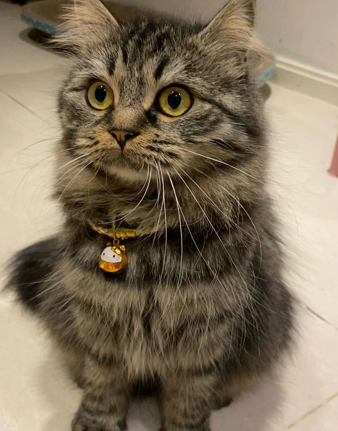 大狸花猫不好看？