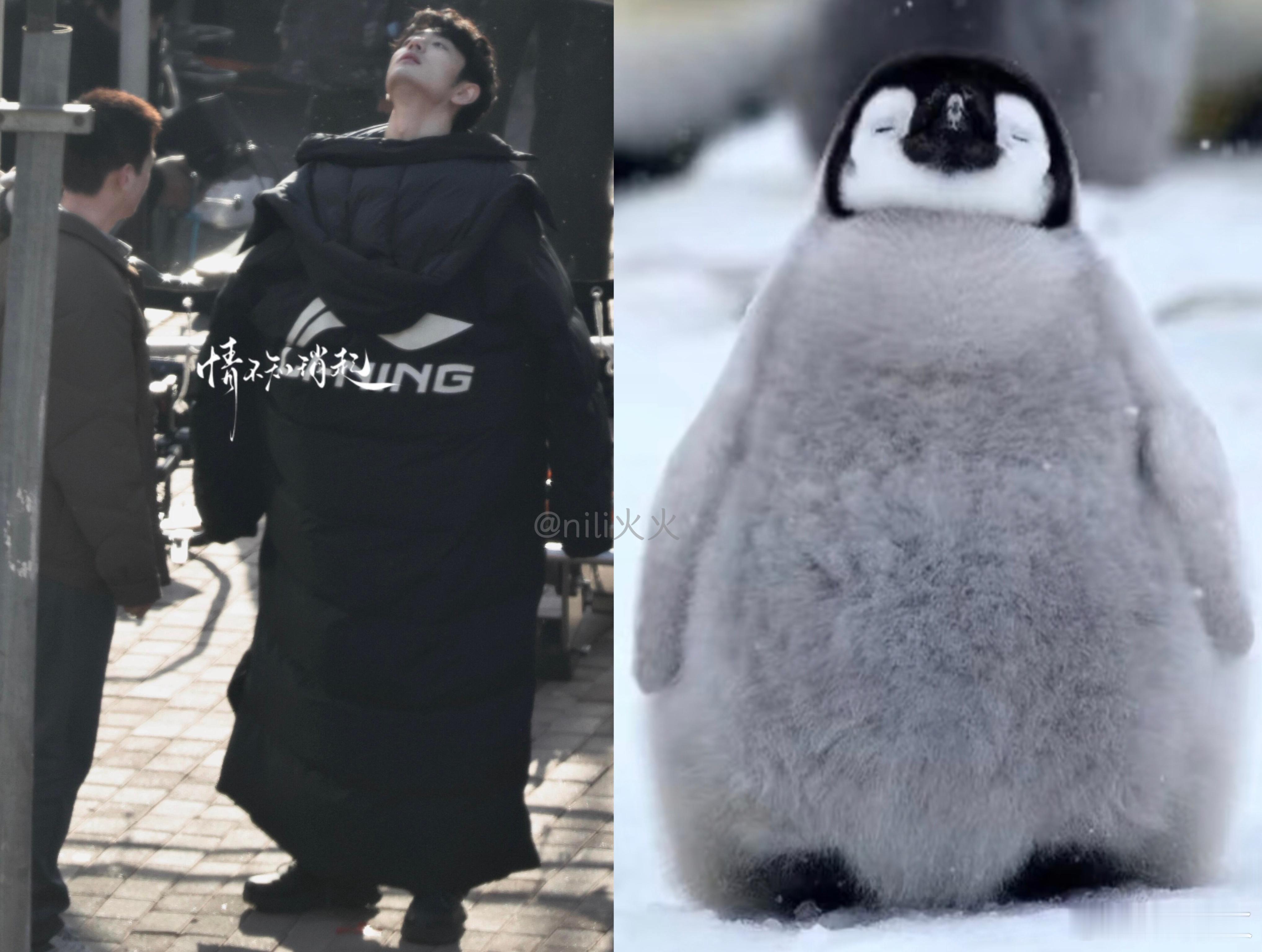 就是说我们追星追着追着，怎么来到了动物世界 