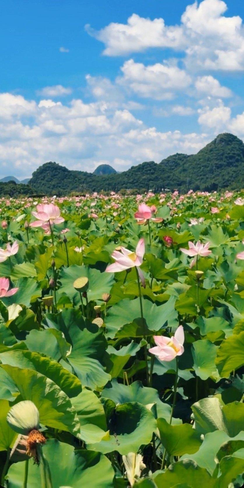 生活手记读书陆游的诗词选（一七七）病中简仲弥性唐元明苏训直 移疾还家暂曲肱，依然