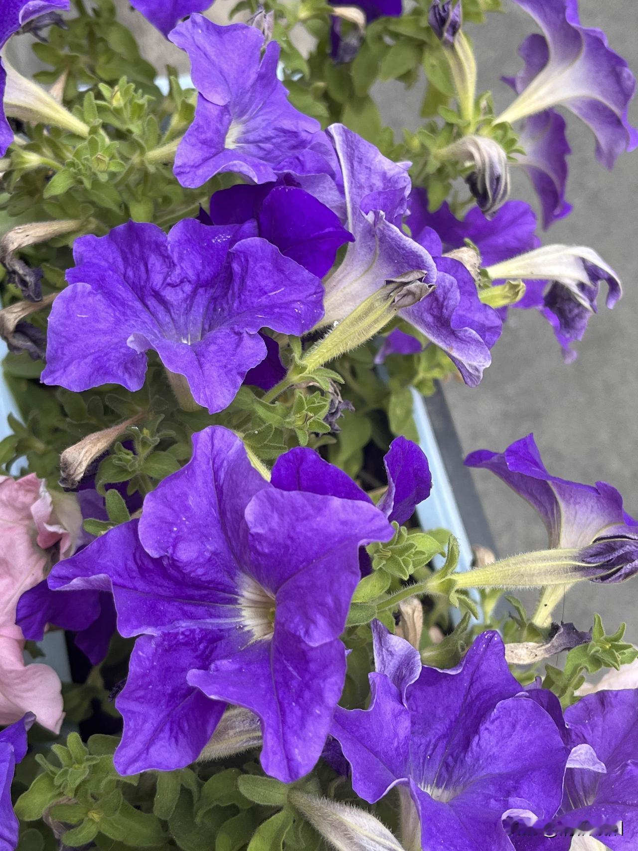 给春天写一首诗
轻游在白云深处
丰盈内心所有的美好
让诗意漫过枝头
涤荡灵魂
让