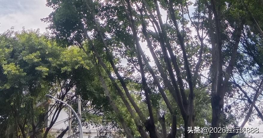 高手在民间？——京万红也能跟静脉曲张扯上关系！

一对70多岁的老年夫妻来门店，