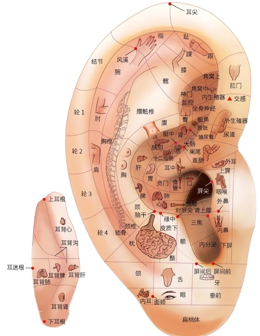 中医耳朵穴位反射区肾开窍于耳，身体的每一个组织 在耳朵都有表现区域。耳朵不同的区
