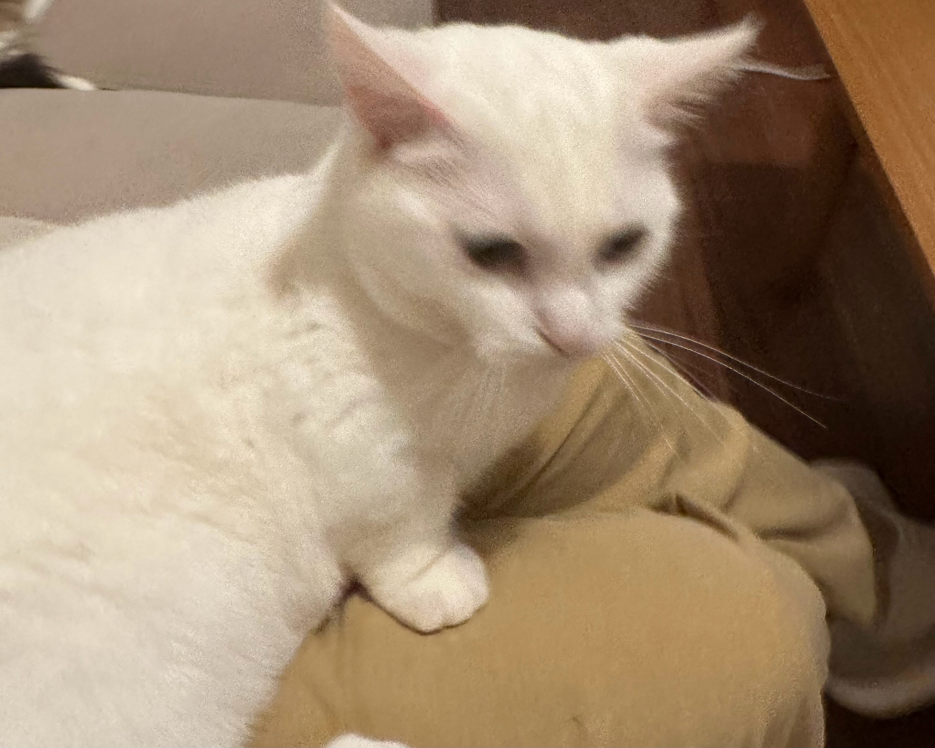 猫看似很普通的站着。其实在非常努力地劈叉…… ​​​