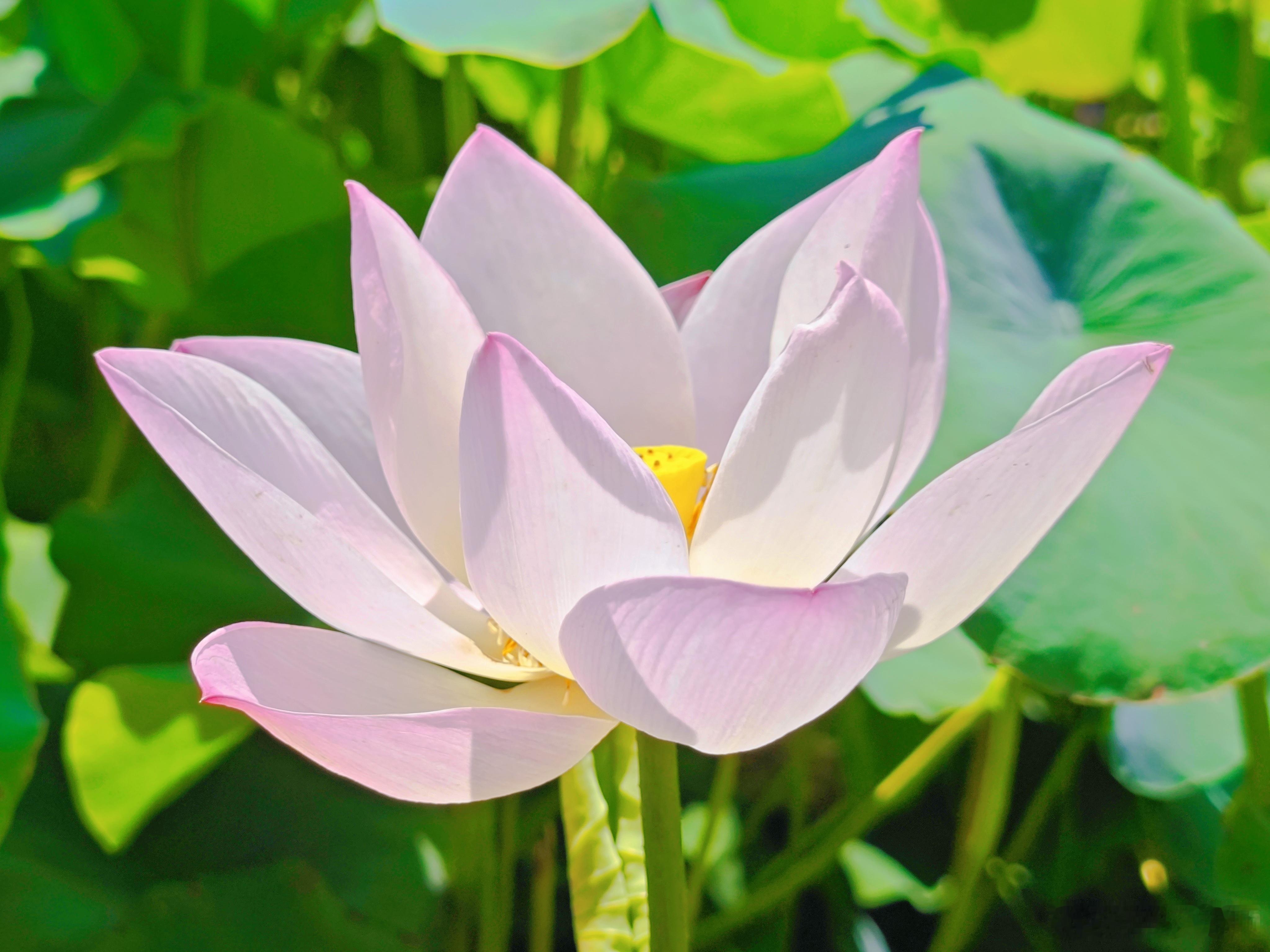 人的伟大，在于他不仅仅要求“活着”，同时也要求“明白”活着的意义。人的脆弱，则在