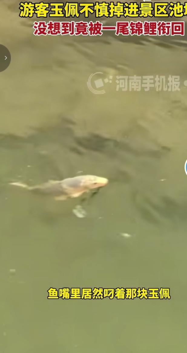 游客玉佩掉落池塘，锦鲤贴心叼回上演奇妙缘分
 
一名游客在景区游玩时，随身玉佩意
