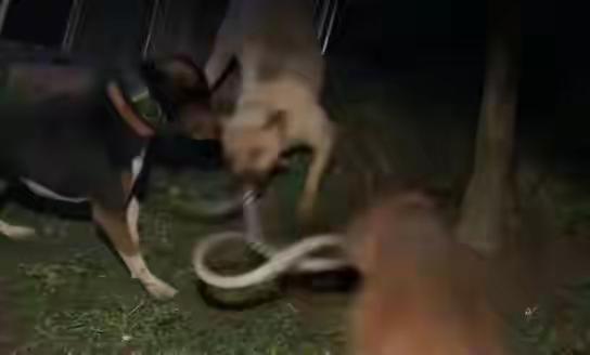 三只田园犬，围猎一条蛇
大战两刻钟，蛇被咬死了
为田园点赞，守护一家人
真的太厉