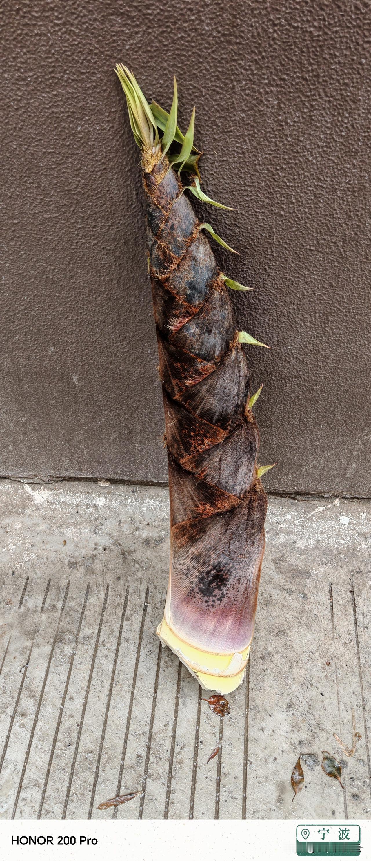 春日生活打卡季今天又去大山深处挖春笋，一入竹林，那种令人心肺俱净的感觉，爽极了！