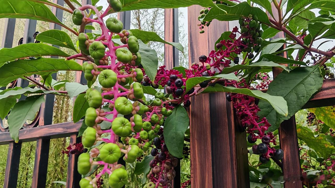 你们以为这是葡萄？你们以为这是可以吃的水果？其实不然，他真的不能吃！在农村，经常