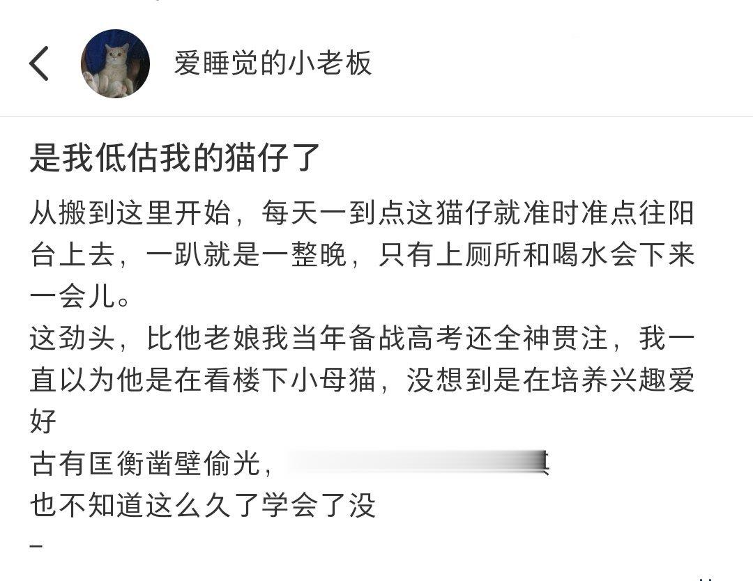 以为小猫偷趴阳台看母猫，没想到是在学下象棋[doge] ​​​