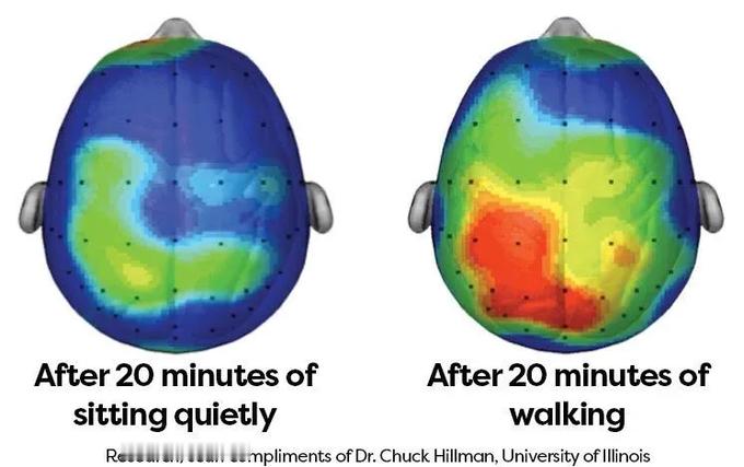 🚨步行二十分钟即可触发大脑的可测量重塑。这一时间范围应该让每一个被束缚在办公桌
