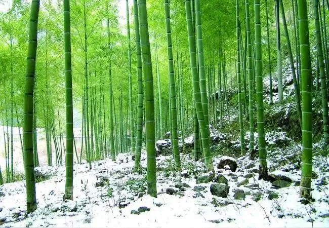 ⭕️临江仙•寒竹
           芳芳



本色虚骨深吟诉，西风摇得均匀