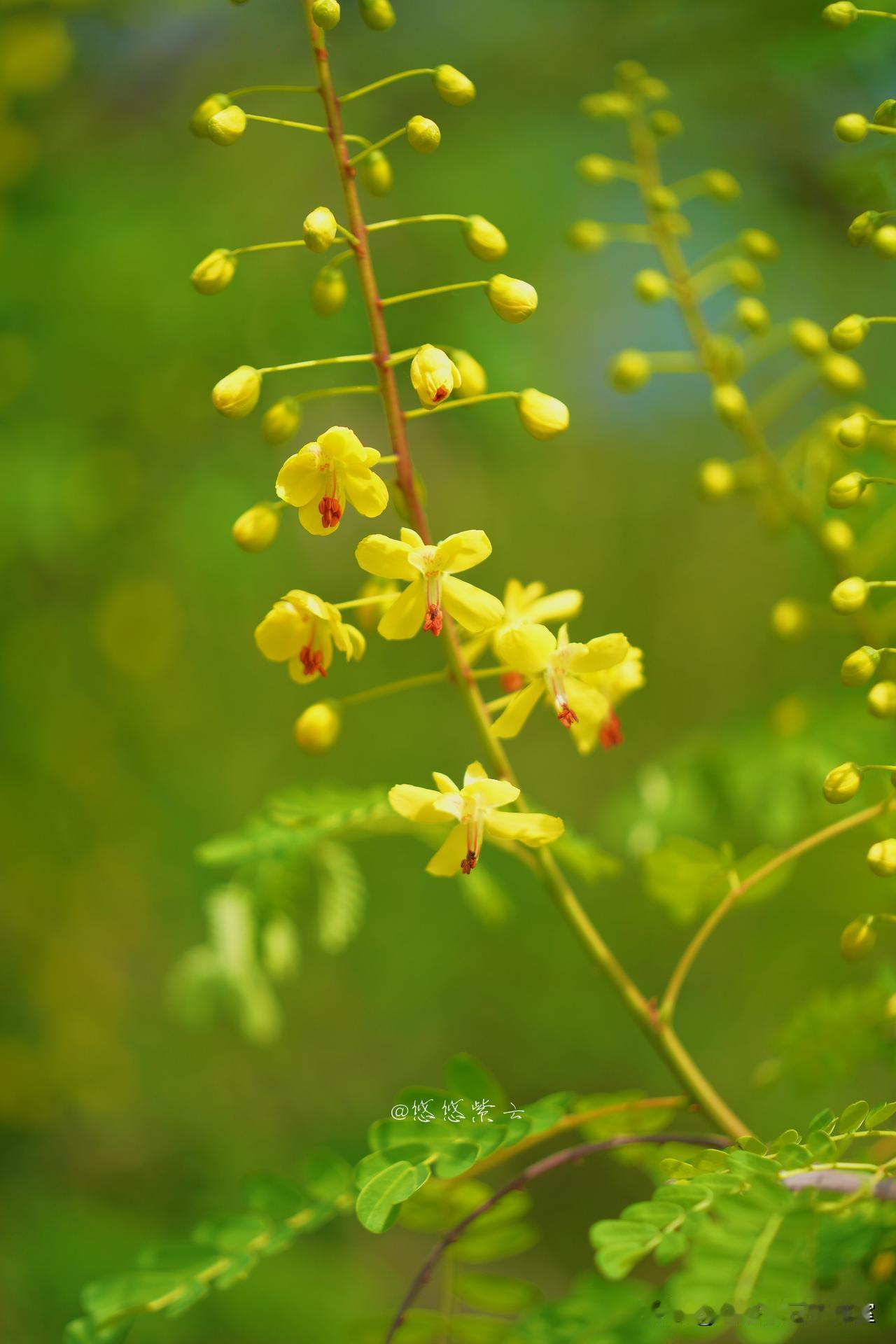 路边偶遇，百度叫云实花，头一次见！
仰着脖子拍半天，花型好特别
就是太招马蜂了