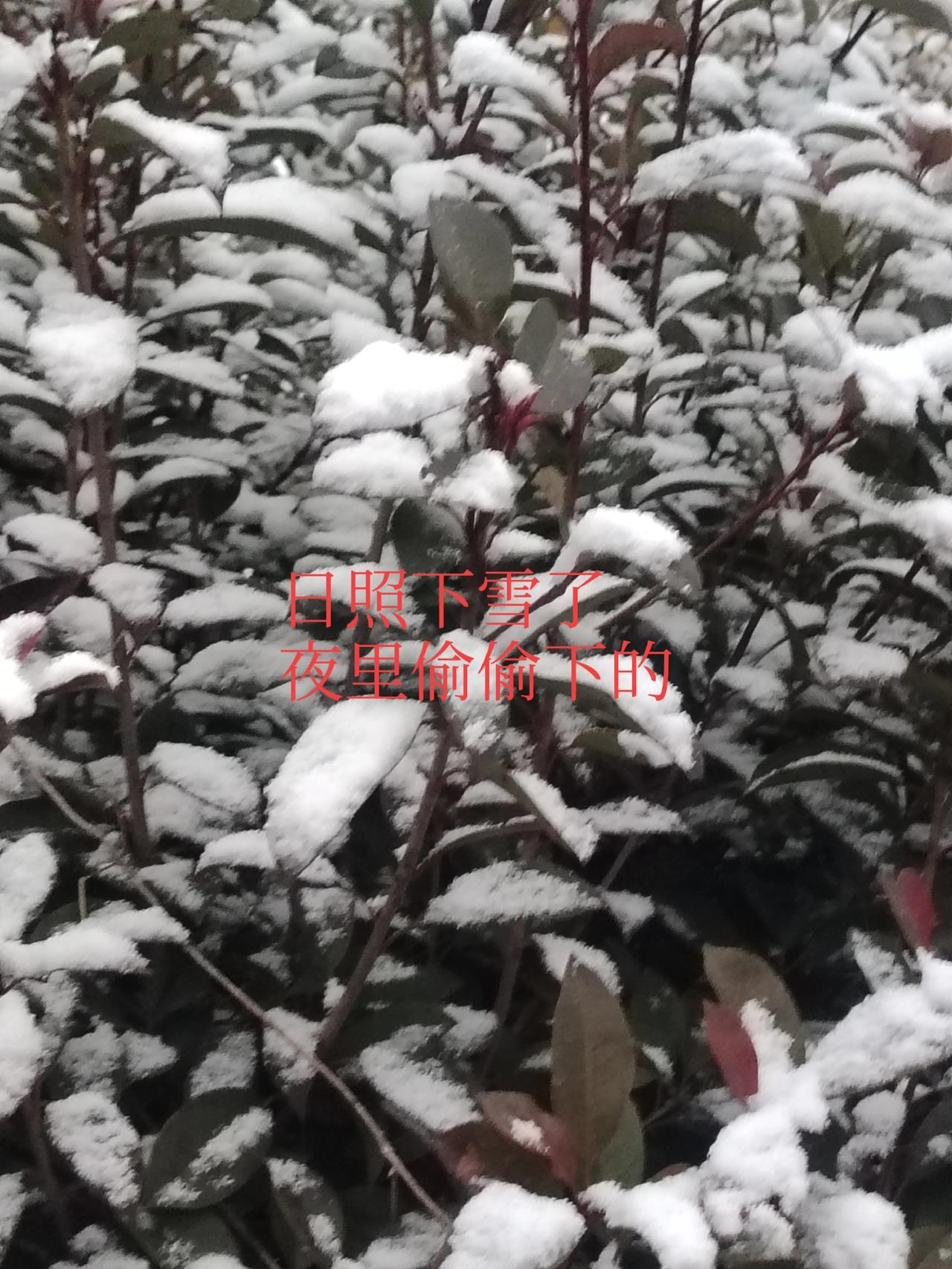 一一兔哥
清晨天没大亮，开门一看惊奇发展下雪了。今冬的第一场雪，感谢天老爷送来的