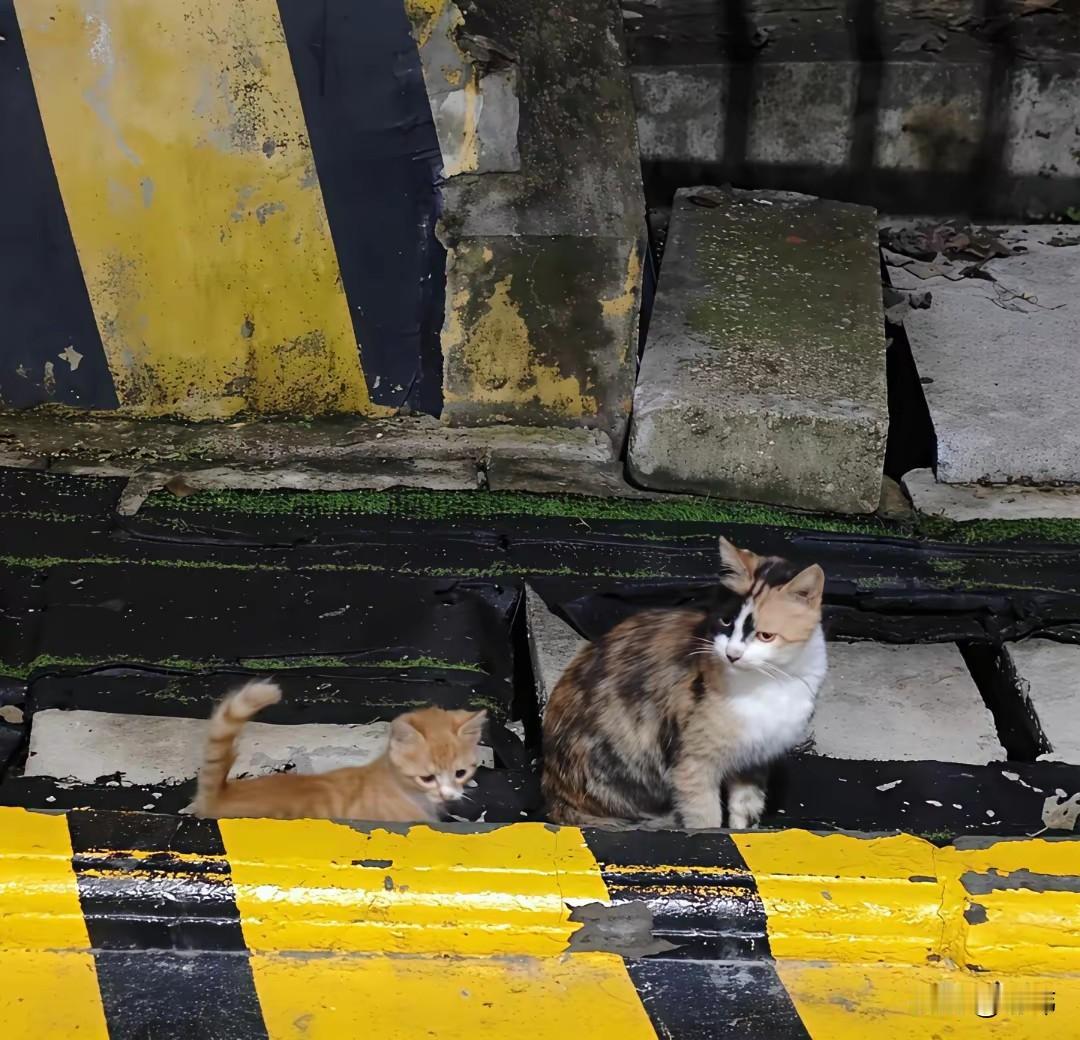 太可怜了，一位小姐姐偶然发现附近的停车场有一对流浪猫母子，之后善良的她经常投喂它