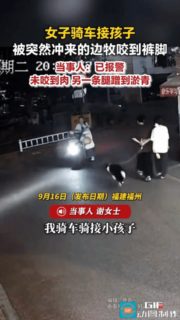 “有什么样的主人就有什么样的狗！”福建福州，女子骑电动车去接孩子，一边牧突然冲过