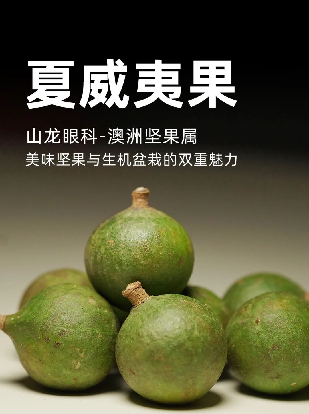 夏威夷果—美味坚果与生机盆栽的双重魅力～