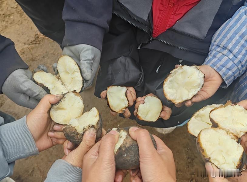 近日，随着内蒙古呼和浩特等地区马铃薯丰收在望，一些未达商品规格的小巧土豆意外成为