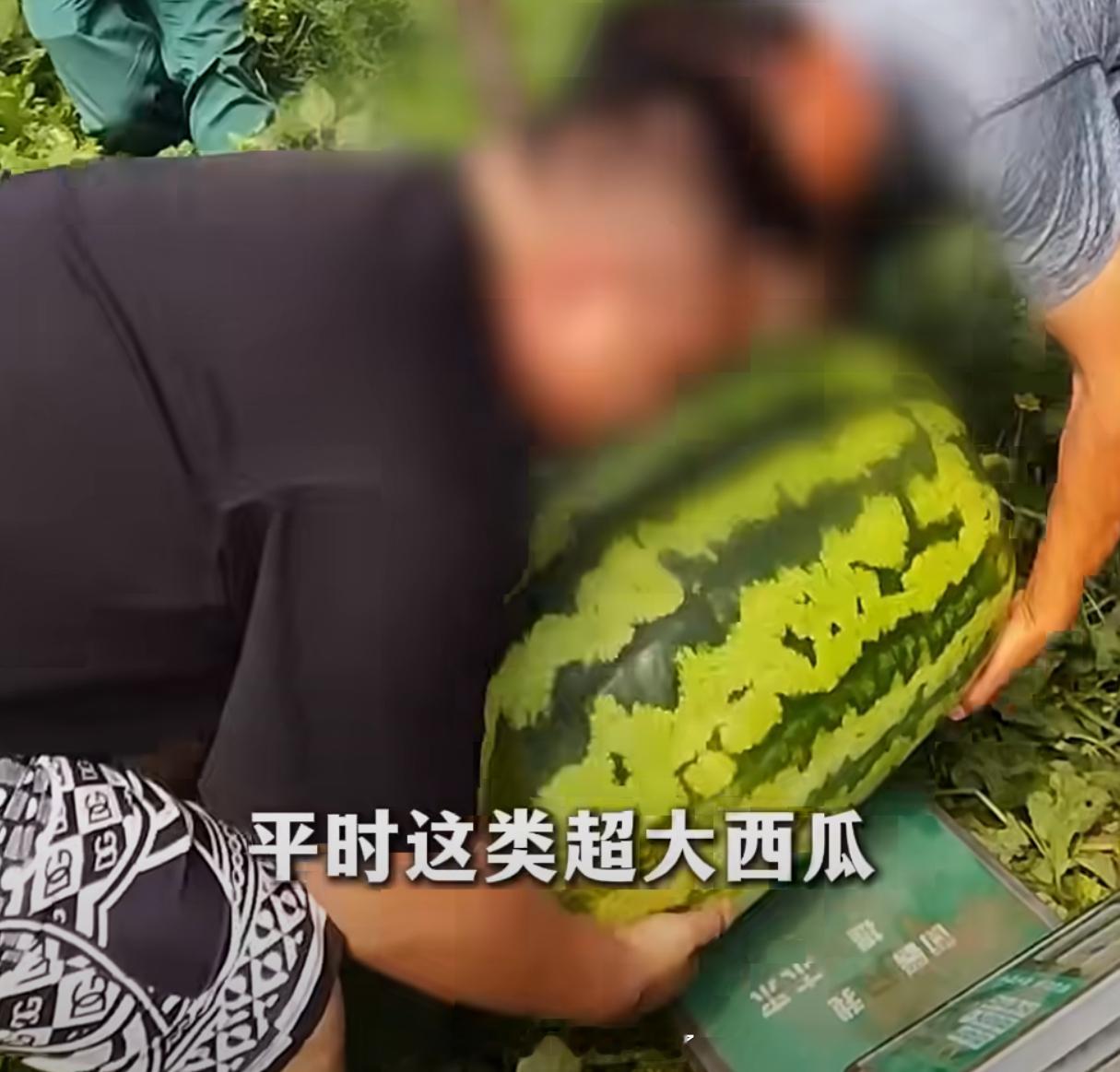 130斤的巨型西瓜曾拍卖到1.3万元120斤重的西瓜王1元起拍这瓜🍉也太大了吧