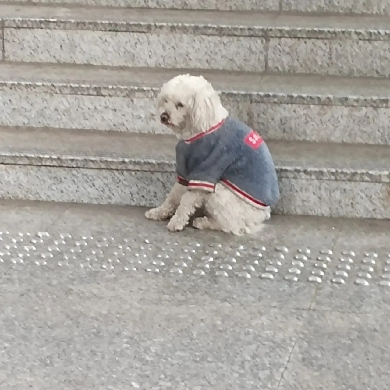 谁家的小狗，好可怜，天气很冷，它特别冻🥹🥹🥹 ​​​