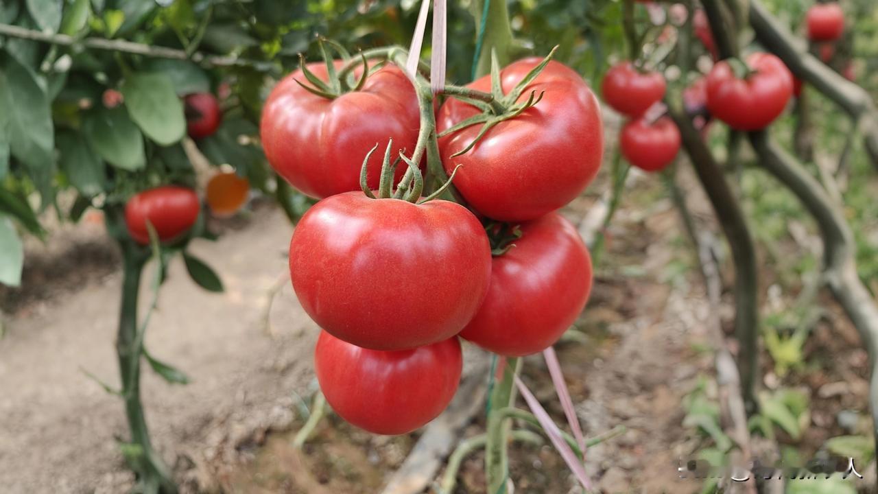 一口回到小时候！谁没在夏天盼过一颗“带劲”的西红柿？不是超市里硬邦邦、没滋味的那