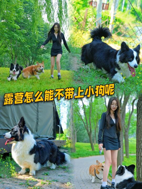 带着宠物去露营🐶小狗的快乐太容易满足了