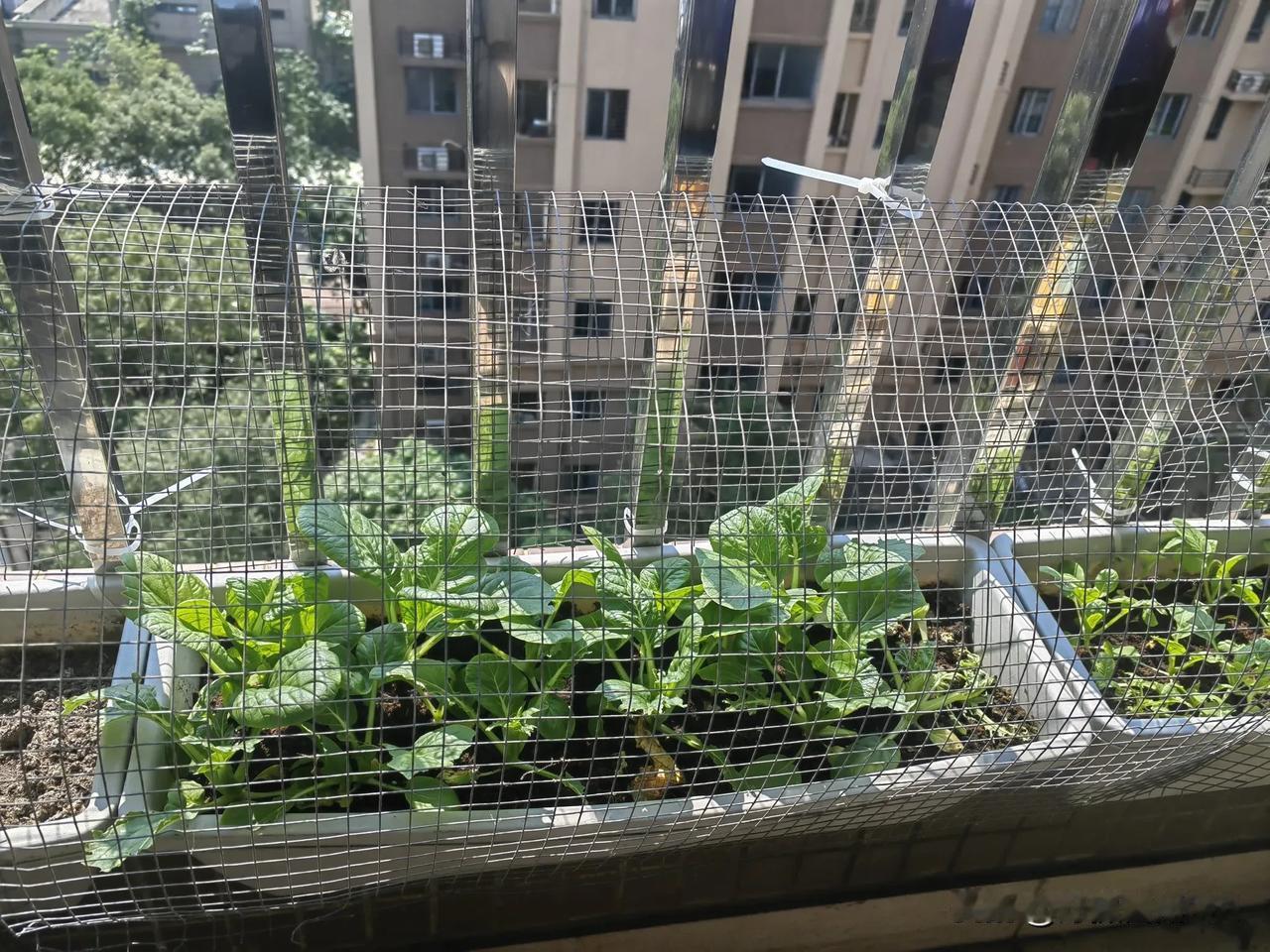 我就在阳台种点菜而已，我容易吗？小鸟们，你们有些不厚道呀！吃一点可以呀，可是你们