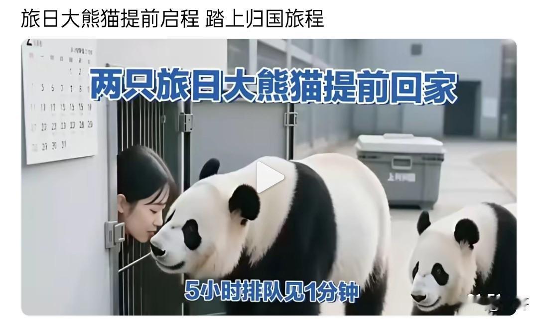 旅日大熊猫提前回家，中国再无牵挂，报当年辱华之仇，可以放开手干了！