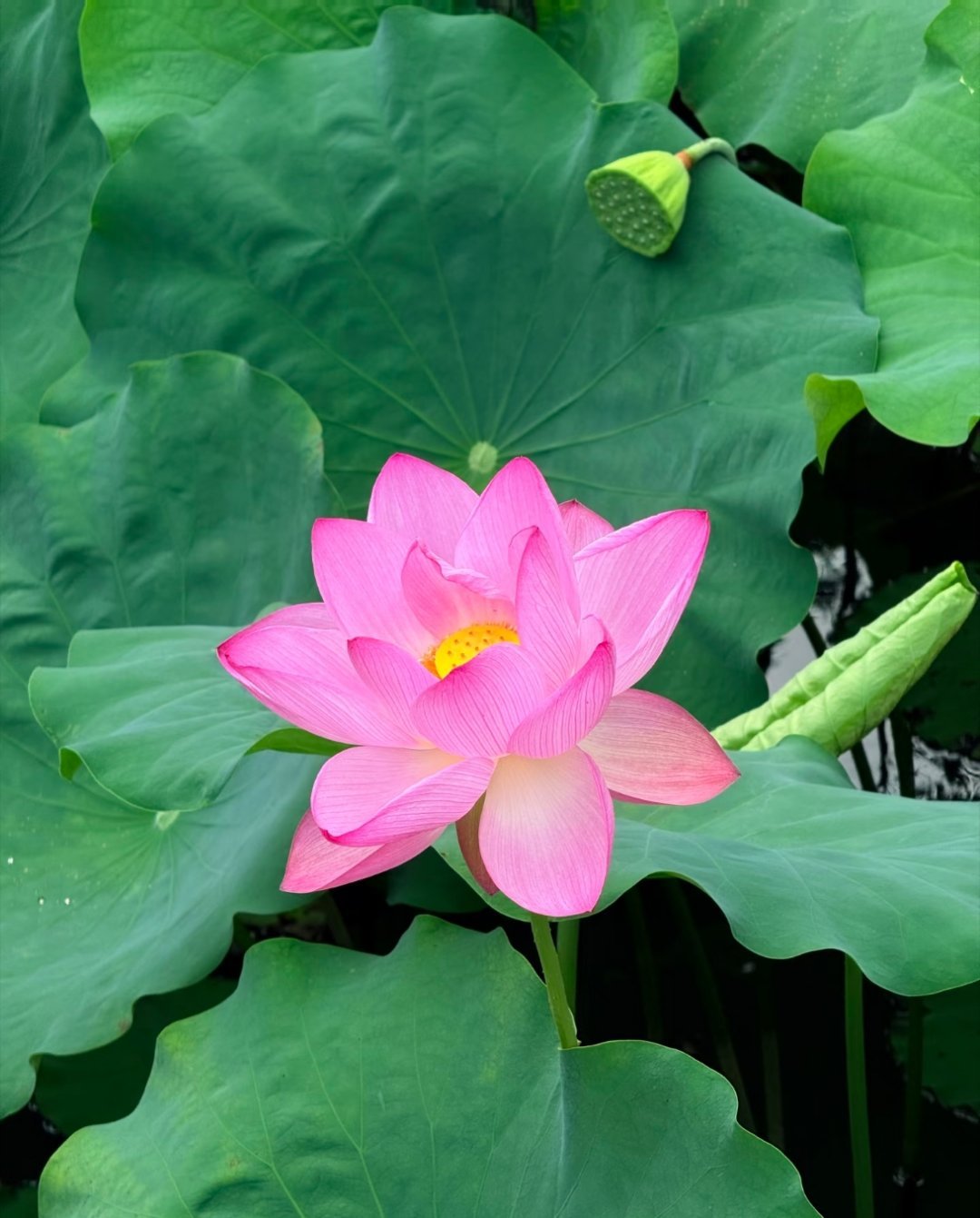 晚安﻿ ﻿
