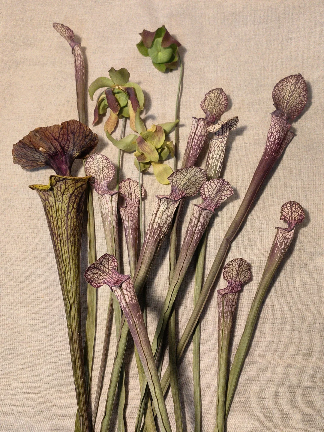 关于怎么用瓶子草标本组成一幅画