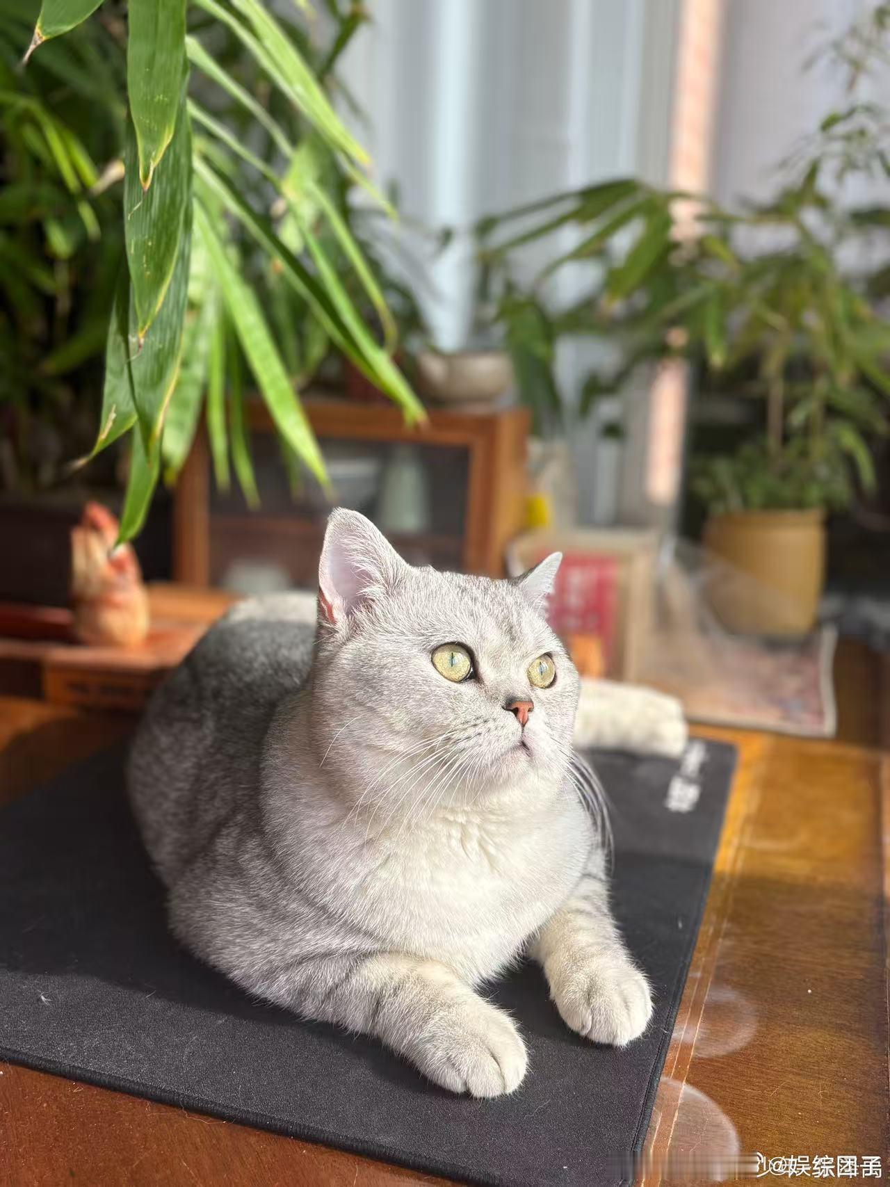 张泽禹拍的复制粘贴 被张泽禹镜头下的小猫萌到了，照片像复制粘贴一样统一，猫咪圆润