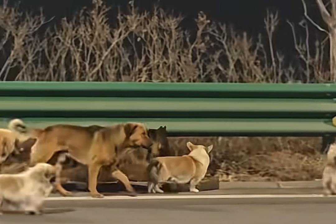 继几年前云南大象“一路向北”新闻火爆全球后，现在东北七只小狗绝地求生、安然返家的