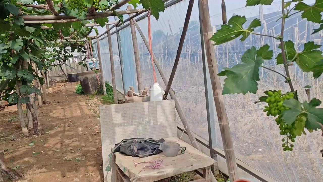老巨峰葡萄承载着80后一代人的味觉记忆，是葡萄领域的元老级品种，从上世纪不到60